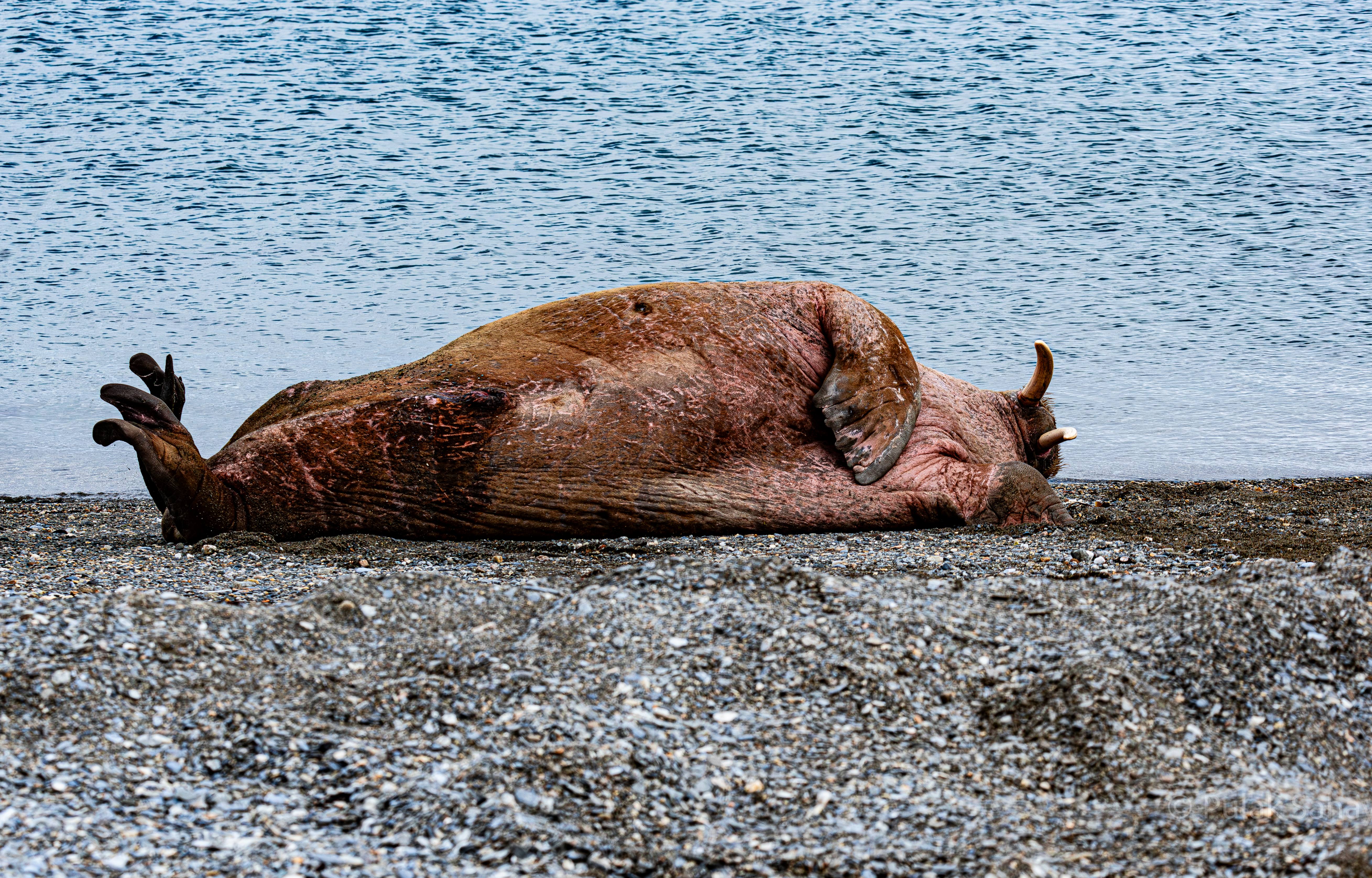 Walrus relaxing on its back